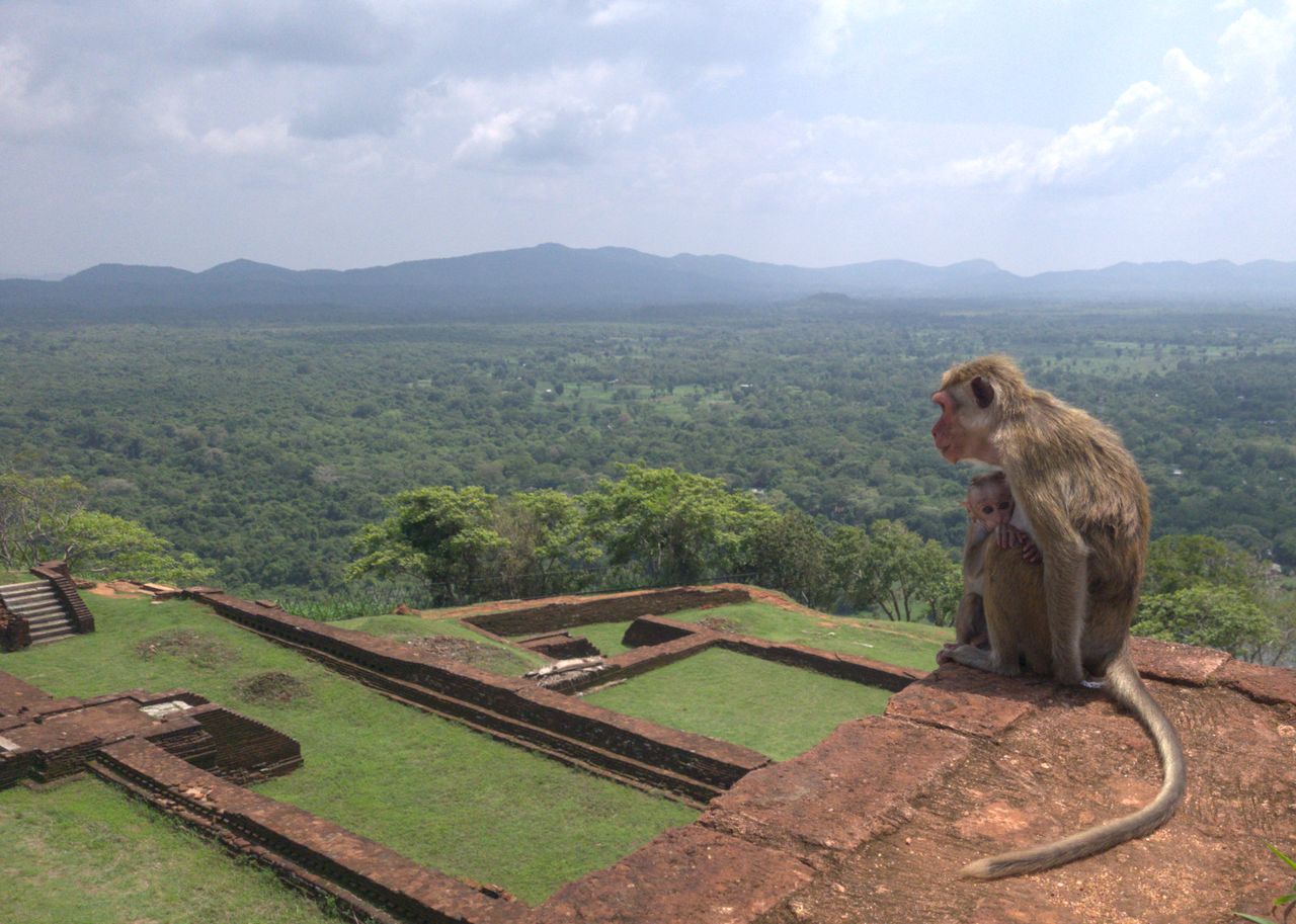 Sigiriya, Sri Lanka – The Ancient Rock Fortress photo 3